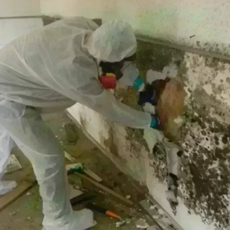 Mold Remediation and Removal in Moundsville, WV